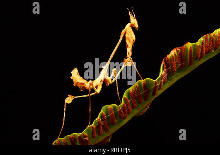 Violine Mantis (Gongylus gongylodes) Stockfoto