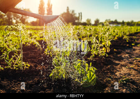 Bewässerung tomate Sojasprossen aus einer Gießkanne bei Sonnenuntergang in der Landschaft. Agrar- und Landwirtschaft Konzept. Stockfoto