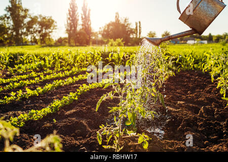 Bewässerung tomate Sojasprossen aus einer Gießkanne bei Sonnenuntergang in der Landschaft. Agrar- und Landwirtschaft Konzept. Stockfoto