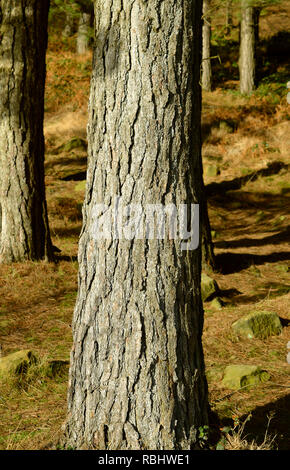 Scots pine Lateinischer Name Picea abies in einem Wald auf Saddleworth Moor Stockfoto