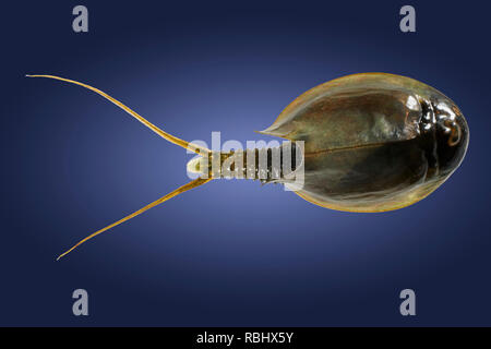 Arktis tadpole Shrimps (Lepidurus arcticus), Island. Stockfoto