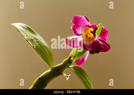 Eine Dendrobium Blume mit Blättern und einen einfachen Hintergrund Stockfoto