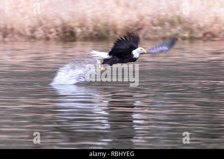 Der Weißkopfseeadler (Hailaeetus leucocephalus) mit Fisch fest umklammert in talons Stockfoto