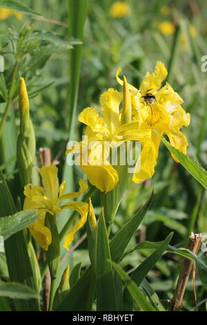 Gelbe Flagge oder Gelbe Iris, Iris pseudacorus Stockfoto