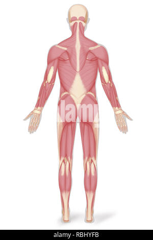 Muskel ABBILDUNG Stockfoto