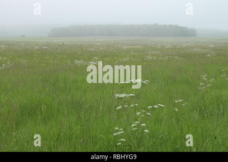 Englisch Wiese im Sommer Nebel, Norfolk, England, Großbritannien Stockfoto