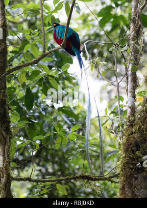 Glänzende Quetzal (Pharomachrus mocinno) Stockfoto