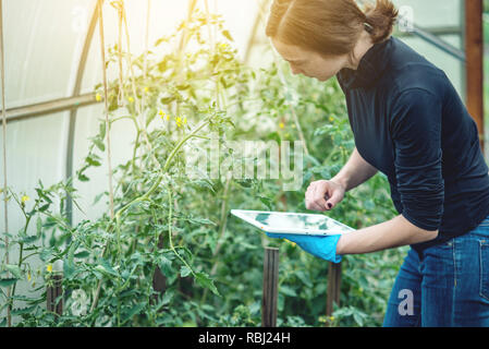 Frau Ingenieur Agronom Holding eine Tablette. Konzept der umweltfreundlichen Produktion in den landwirtschaftlichen Betrieben Stockfoto