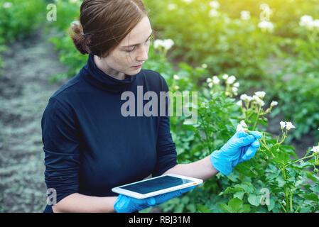 Frau Agronom Spezialist auf dem Bauernhof Feld mit einer Tablette. Das Konzept der Qualitätssicherung in der Produktion Stockfoto