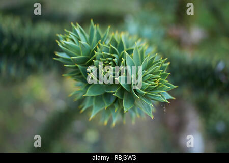 Araucaria araucana Nahaufnahme Stockfoto