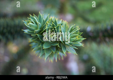 Araucaria araucana Nahaufnahme Stockfoto