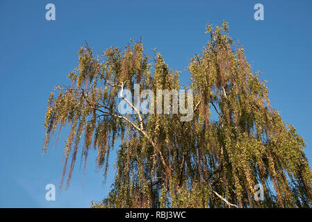 Betula pendula Laub im Herbst Stockfoto