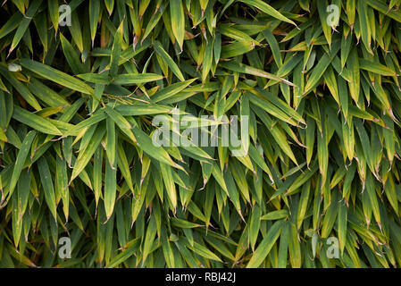 Phyllostachys aurea, Bambus Hecke Stockfoto