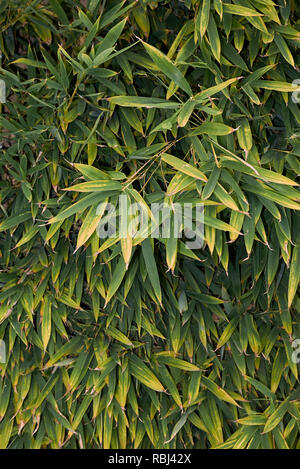 Phyllostachys aurea, Bambus Hecke Stockfoto