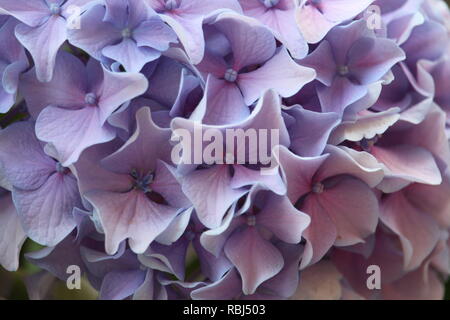 Blume rosa, in der Nähe Stockfoto