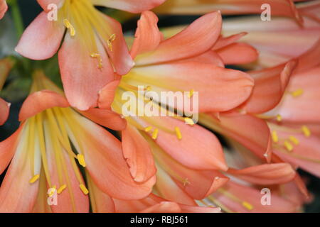 Orange Blume, Nahaufnahme Stockfoto