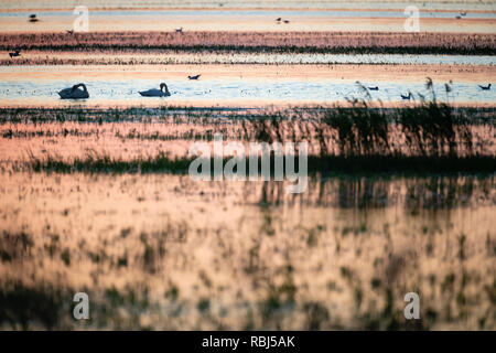 Singschwan (Cygnus Cygnus) putzen Federn auf dem Wasser. Lubana Wetland Complex. Lettland. Stockfoto