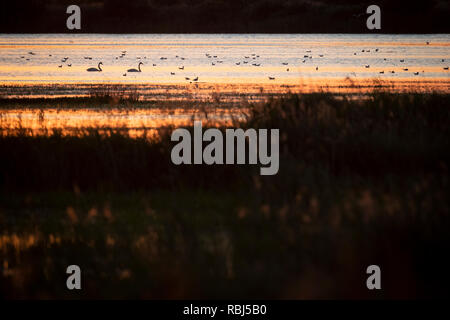 Singschwan (Cygnus Cygnus) auf dem Wasser. Lubana Wetland Complex. Lettland. Stockfoto