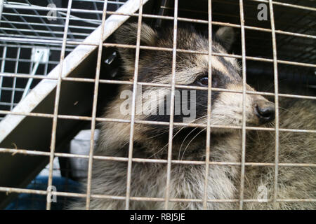 Ein waschbär im Käfig im Garten gefangen und bereit, wieder in die Freiheit entlassen Stockfoto