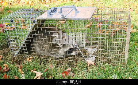 Ein waschbär im Käfig im Garten gefangen und bereit, wieder in die Freiheit entlassen Stockfoto