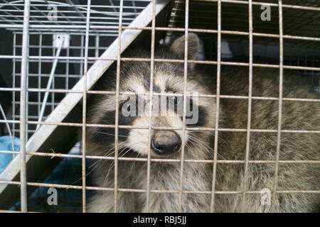 Ein waschbär im Käfig im Garten gefangen und bereit, wieder in die Freiheit entlassen Stockfoto