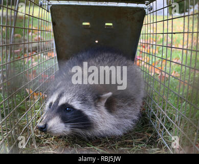 Ein waschbär im Käfig im Garten gefangen und bereit, wieder in die Freiheit entlassen Stockfoto