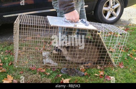 Ein waschbär im Käfig im Garten gefangen und bereit, wieder in die Freiheit entlassen Stockfoto