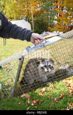 Ein waschbär im Käfig im Garten gefangen und bereit, wieder in die Freiheit entlassen Stockfoto