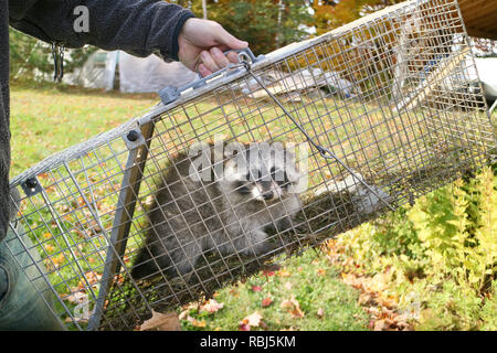 Ein waschbär im Käfig im Garten gefangen und bereit, wieder in die Freiheit entlassen Stockfoto