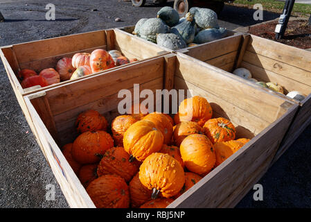 Eine Box mit verschiedenen courges, Kürbisse und Kürbisse zum Verkauf an einem Bauernhof in Quebec Stockfoto