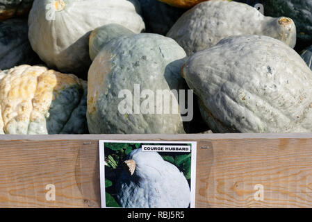 Ein Feld mit den Hubbard Squash zum Verkauf auf einem Bauernhof in Quebec Stockfoto