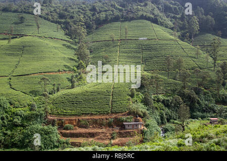 Edinburgh Tee Plantage in Nuwara Eliya, Sri Lanka Stockfoto