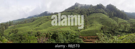 Edinburgh Tee Plantage in Nuwara Eliya, Sri Lanka Stockfoto