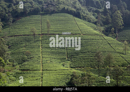 Edinburgh Tee Plantage in Nuwara Eliya, Sri Lanka Stockfoto