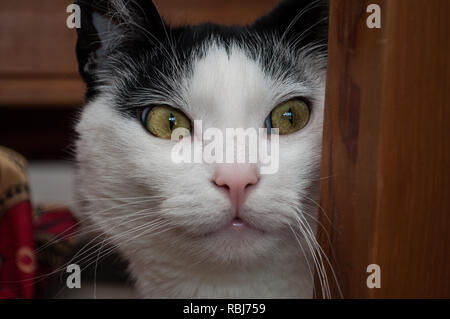 Katze Blick um die Ecke Stockfoto