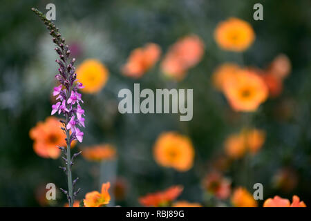 Linaria Rosa Küsse, aufrechte Staude, grau-grünen Blättern, schlanken Spitzen rosa Blumen, blühende Blumen, Stauden, RM Stockfoto