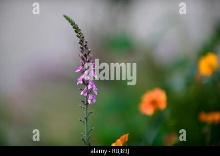 Linaria Rosa Küsse, aufrechte Staude, grau-grünen Blättern, schlanken Spitzen rosa Blumen, blühende Blumen, Stauden, RM Stockfoto