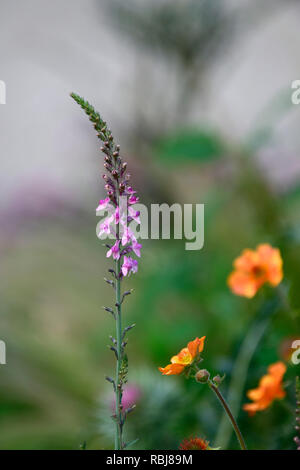 Linaria Rosa Küsse, aufrechte Staude, grau-grünen Blättern, schlanken Spitzen rosa Blumen, blühende Blumen, Stauden, RM Stockfoto