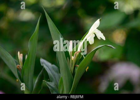 Roscoea Harvington Grège, Hume roscoea Harvington Grège, creme Blumen, auffällige Orchidee - wie Blumen, Blüte, RM Floral Stockfoto