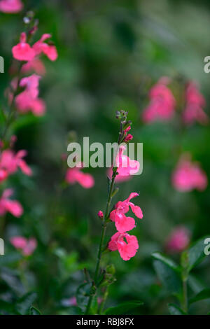 Salvia greggii Lowrys Pfirsich, die Weisen, Salbei, salvias, duftende, RM Floral Stockfoto