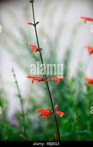 Salvia stolonifera, intensive orange Blumen, röhrenförmigen Blüten, die Weisen, Salbei, salvias, duftende, RM Floral Stockfoto