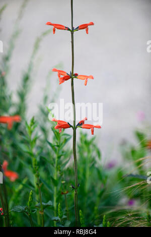 Salvia stolonifera, intensive orange Blumen, röhrenförmigen Blüten, die Weisen, Salbei, salvias, duftende, RM Floral Stockfoto