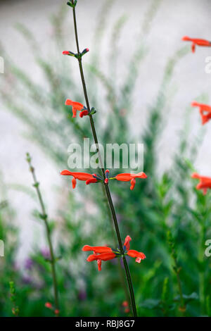 Salvia stolonifera, intensive orange Blumen, röhrenförmigen Blüten, die Weisen, Salbei, salvias, duftende, RM Floral Stockfoto