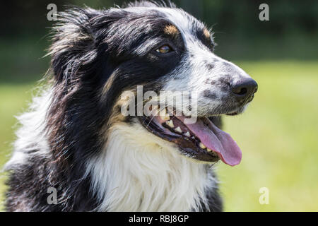 Collie Australian Shepherd Mix Hund Stockfoto