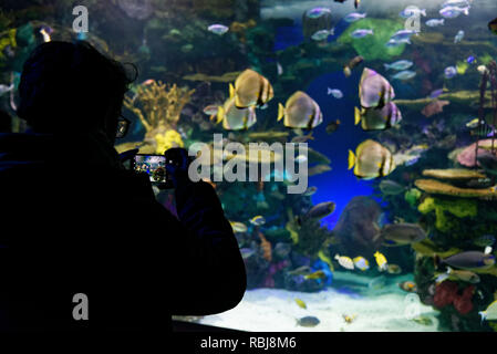 Menschen mit Blick auf die Rainbow Reef trpoical Fish Tank in Ripley's Aquarium von Kanada, Toronto, Ontario Stockfoto