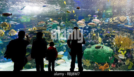 Menschen mit Blick auf die Rainbow Reef trpoical Fish Tank in Ripley's Aquarium von Kanada, Toronto, Ontario Stockfoto