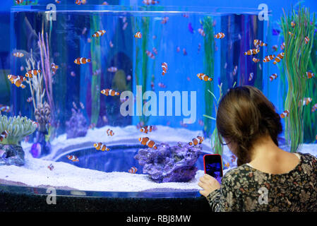Ein junges Mädchen (8 Jahre alt) Fotos von clownfisch mit einem Handy in Ripley's Aquarium von Kanada, Toronto, Ontario Stockfoto