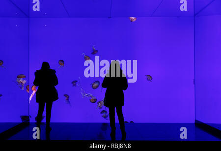 Zwei Personen Silhouette gegen die Quallen tank in Ripley's Aquarium von Kanada, Toronto, Ontario Stockfoto