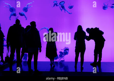 Silhouette Menschen gegen die Quallen tank in Ripley's Aquarium von Kanada, Toronto, Ontario Stockfoto