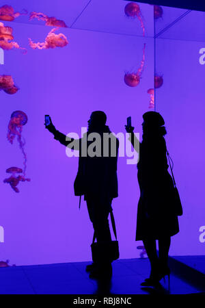 Zwei Leute, die phtots gegen die Quallen tank in Ripley's Aquarium von Kanada, Toronto, Ontario Silhouette Stockfoto